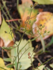 Lapsana communis