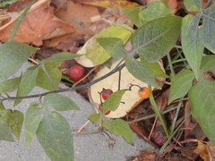 Solanum dulcamara