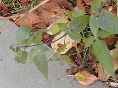 Solanum dulcamara