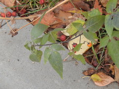 Solanum dulcamara