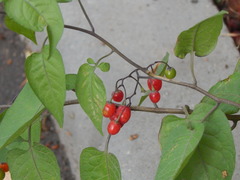 Solanum dulcamara