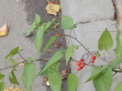 Solanum dulcamara