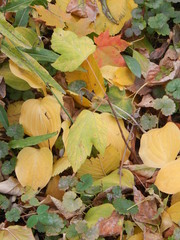 Acer negundo