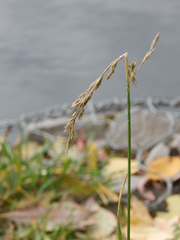 Poaceae