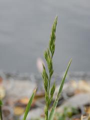Poaceae