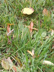 Poaceae