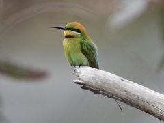 Rainbow Bee-Eater photo 2