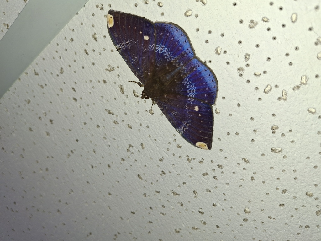 Hemeroblemma dolosa