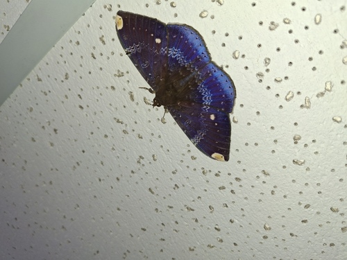 Hemeroblemma dolosa