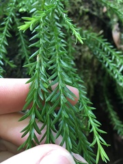 Phlegmariurus varius