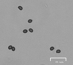 Agaricus fuscovelatus