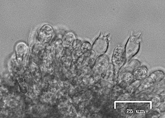 Agaricus fuscovelatus