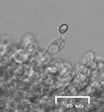 Agaricus fuscovelatus