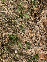 Barleria elegans subsp. orientalis image
