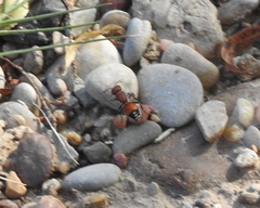 Dasymutilla creon