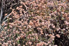 Eriogonum cinereum