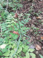 Pereskiopsis kellermanii