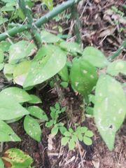 Pereskiopsis kellermanii
