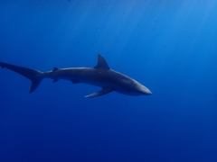Carcharhinus galapagensis