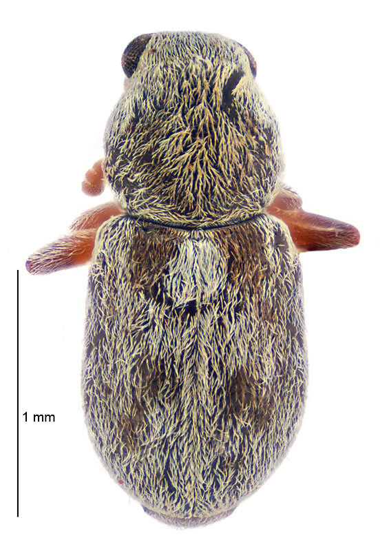 Lichenobius