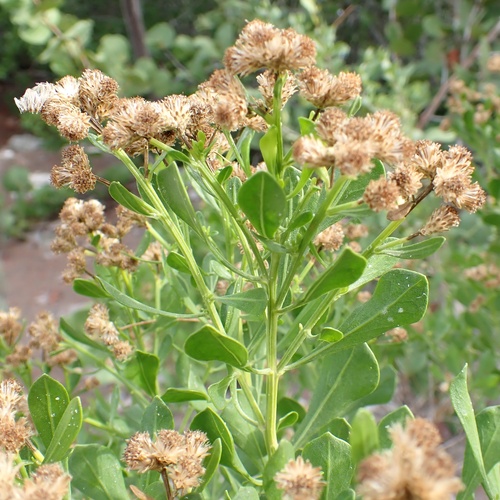 Broombush False Willow (Baccharis dioica)