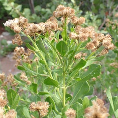 Baccharis dioica