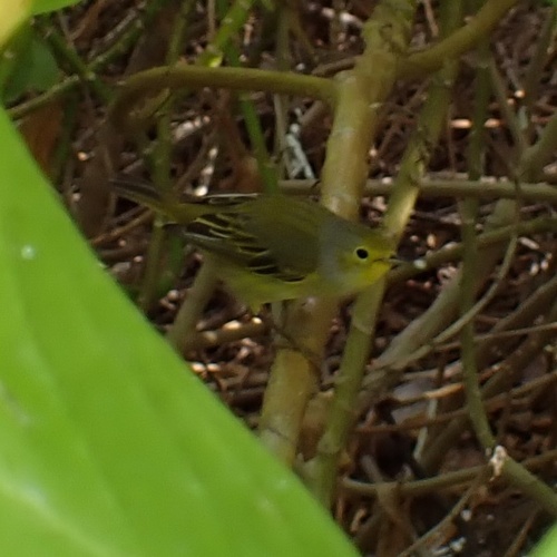 Cuban Golden Warbler