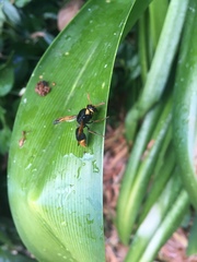 Rhynchium superbum