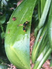 Rhynchium superbum
