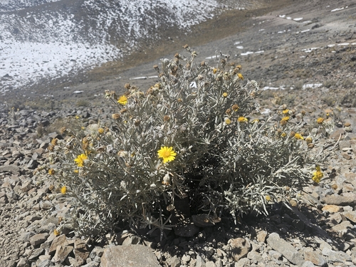 Senecio mairetianus
