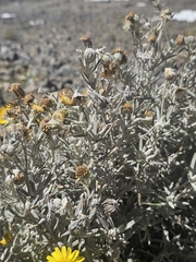 Senecio mairetianus, photograph (c) Erick Vélez Sánchez, some rights reserved (CC BY)