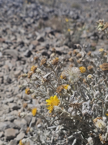 Senecio mairetianus, photograph 2