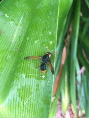 Rhynchium superbum