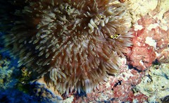 Heteractis aurora