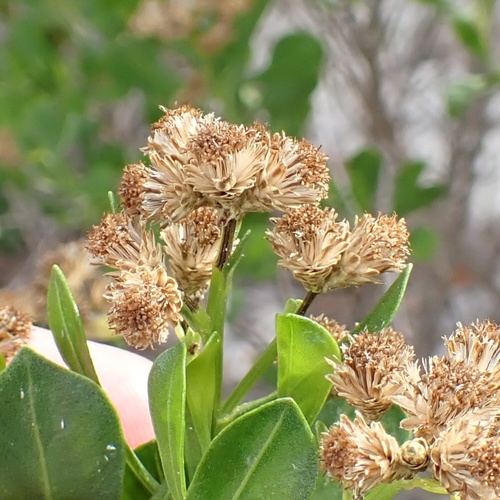 Baccharis dioica, photograph 2