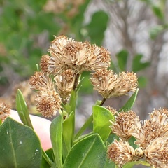 Baccharis dioica, photograph (c) Stan Shebs, some rights reserved (CC BY-SA)