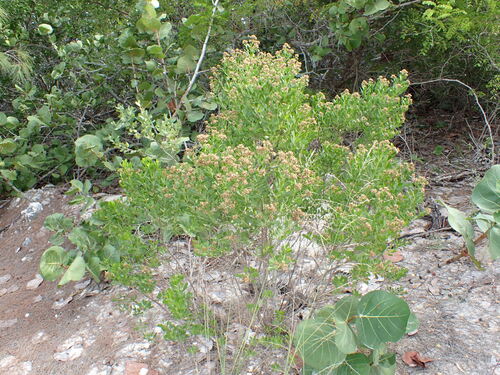 Baccharis dioica, photograph 1