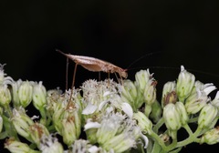 Oecanthus varicornis