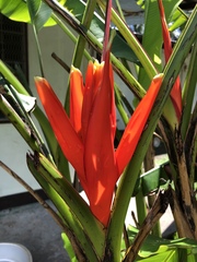 Musa coccinea