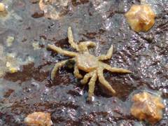 Neohymenicus pubescens