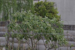 Solanum mauritianum