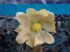 Malvastrum aurantiacum