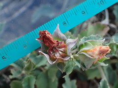 Malvastrum aurantiacum