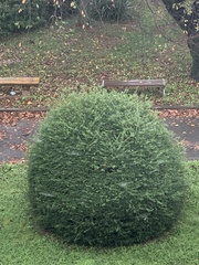 Ilex crenata crenata