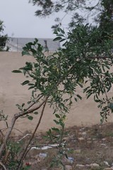 Nicotiana glauca