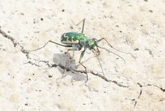 Ellipsoptera marutha