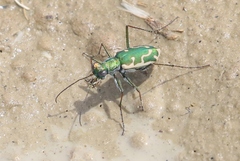 Ellipsoptera marutha