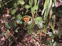 Yoma sabina