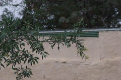 Nicotiana glauca