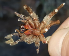 Brachionopus pretoriae